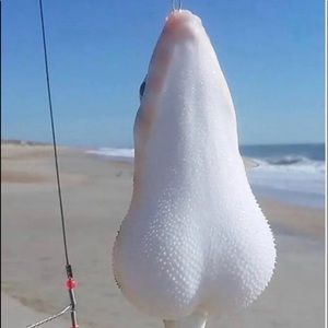 Meet your Posher, Savannah